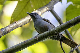 Makira Cicadabird