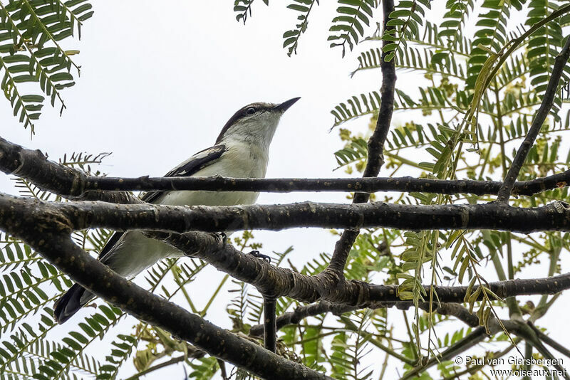 Long-tailed Trilleradult