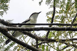 Long-tailed Triller