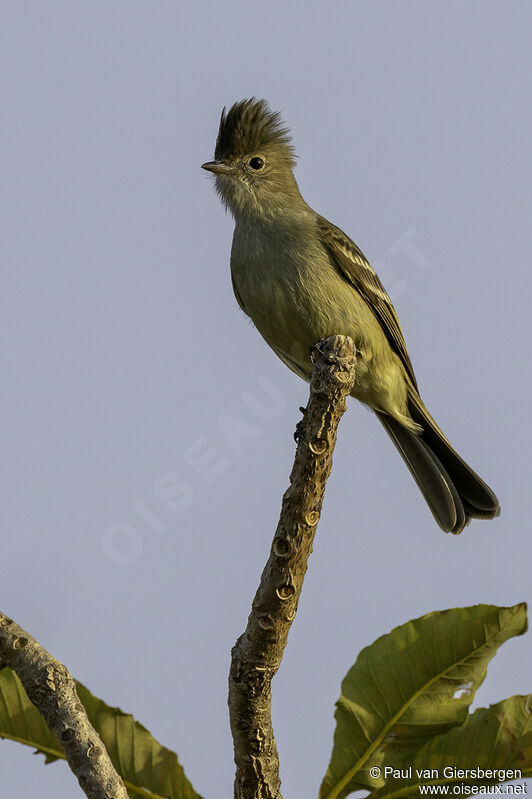 Lesser Elaeniaadult