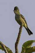 Lesser Elaenia