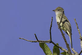 Large Elaenia