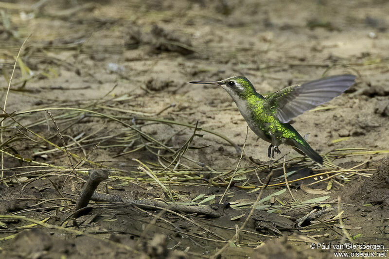 Glittering-bellied Emerald female adult