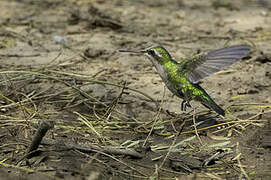 Glittering-bellied Emerald