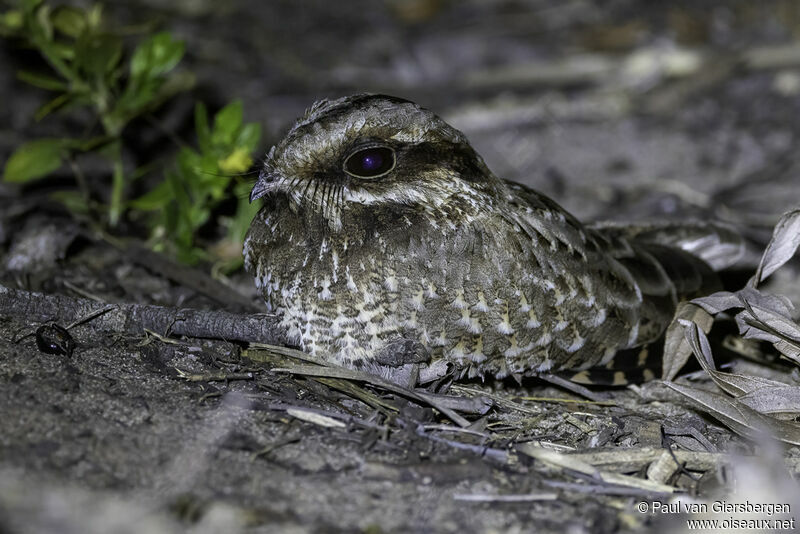 White-winged Nightjaradult