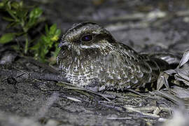 White-winged Nightjar