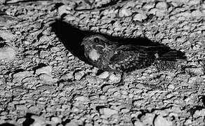 Rufous-cheeked Nightjar