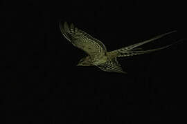 Scissor-tailed Nightjar