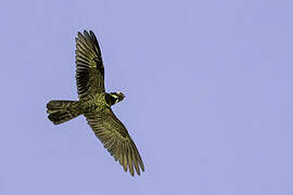 Malaysian Eared Nightjar