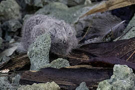 Solomons Nightjar