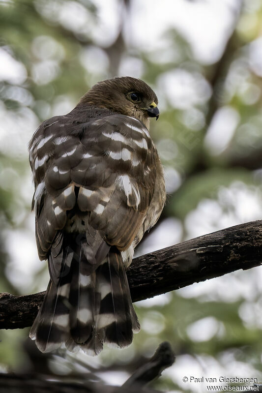 Little Sparrowhawkjuvenile