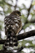 Little Sparrowhawk