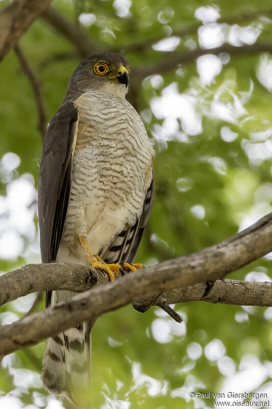 Little Sparrowhawkadult