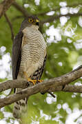 Little Sparrowhawk