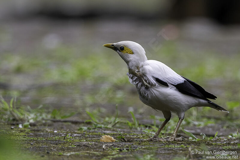 Black-winged Myna female adult