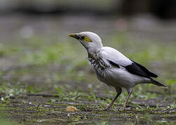 Black-winged Myna