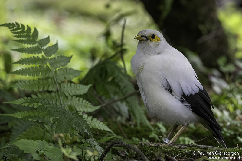 Black-winged Myna male adult