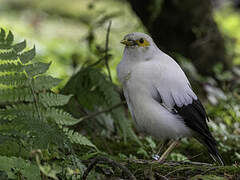 Black-winged Myna