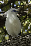 Bali Myna