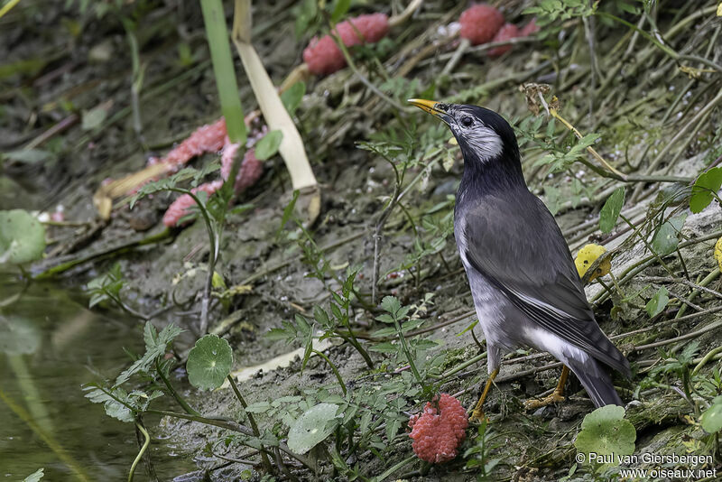 White-cheeked Starlingadult