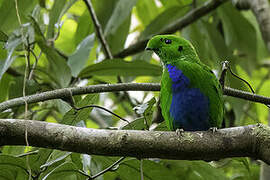 Hose's Broadbill