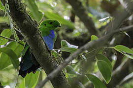 Hose's Broadbill