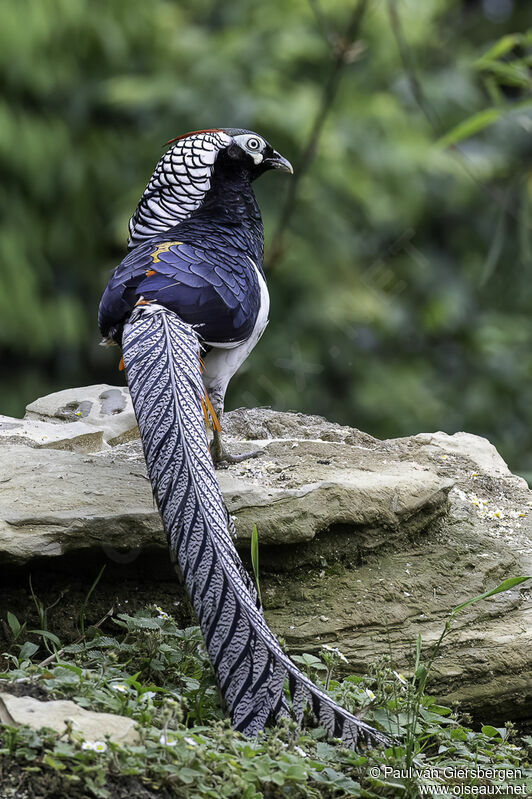 Lady Amherst's Pheasant male adult