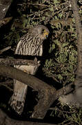 Lesser Kestrel