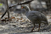 Francolin à bec rouge