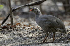 Francolin à bec rouge