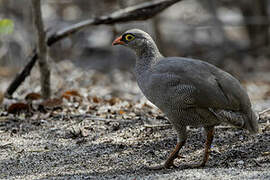 Red-billed Spurfowl