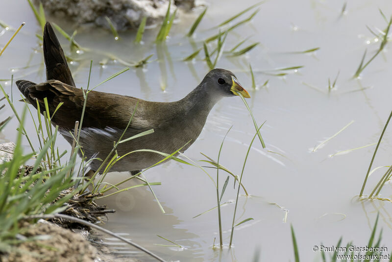 Gallinule africaineadulte