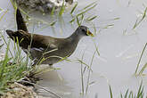 Gallinule africaine