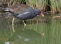 Gallinule poule-d'eau