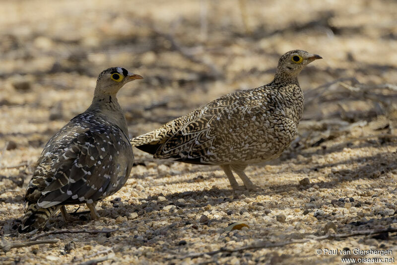 Double-banded Sandgrouseadult