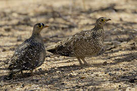 Double-banded Sandgrouse