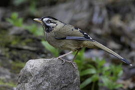 Moustached Laughingthrush