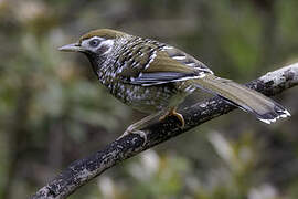 White-speckled Laughingthrush