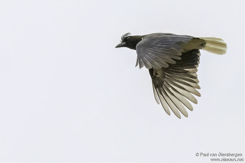 Curl-crested Jayadult