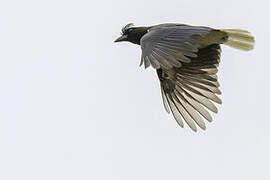 Curl-crested Jay