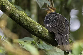 Pavonine Cuckoo