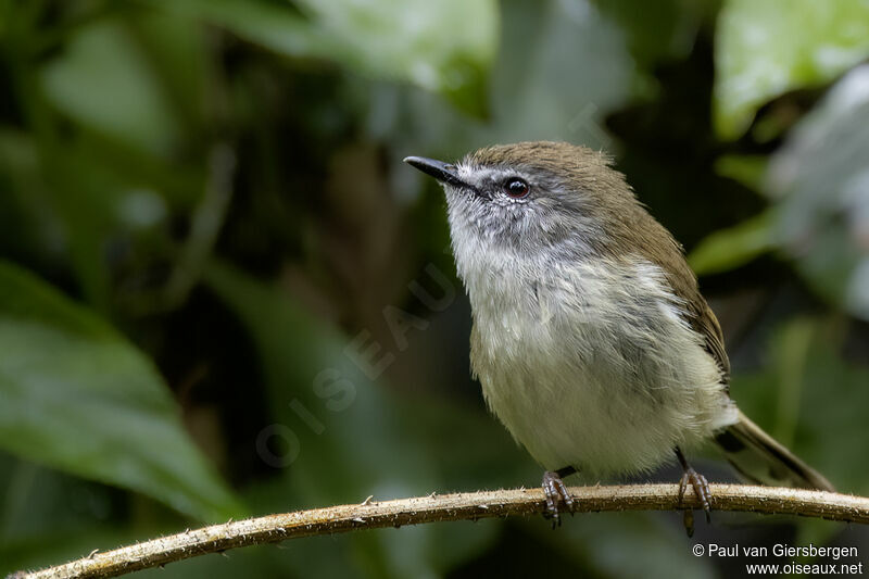 Brown Gerygoneadult