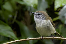 Brown Gerygone