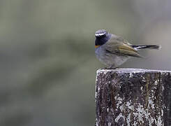 Rufous-gorgeted Flycatcher