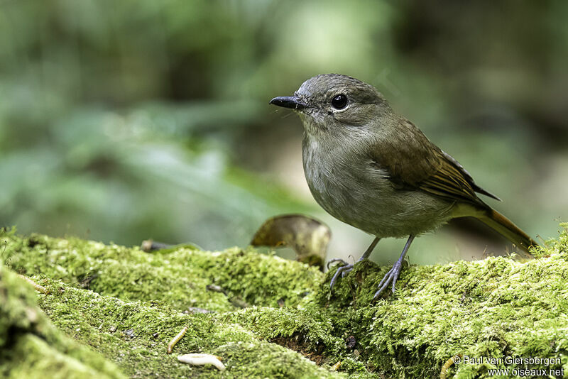 Pale Blue Flycatcher female adult