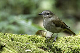 Pale Blue Flycatcher