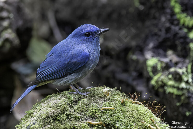 Pale Blue Flycatcher male adult