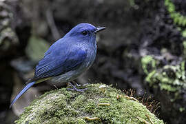 Pale Blue Flycatcher