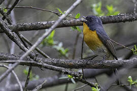 Slaty-backed Flycatcher