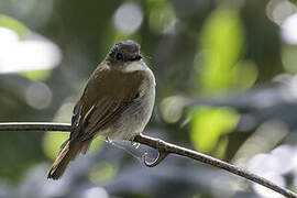 Crocker Jungle Flycatcher